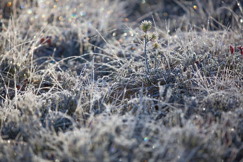 Fairy Glade