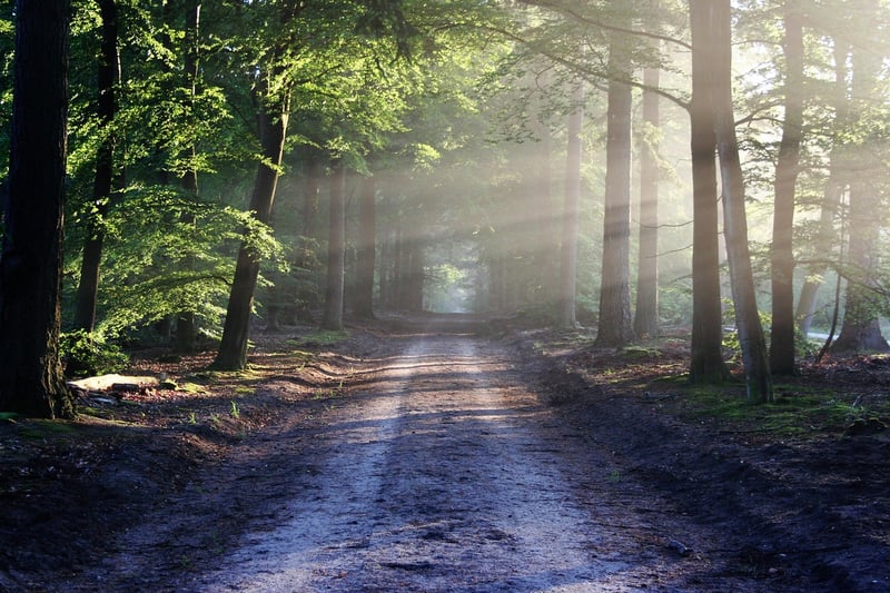 Ancient Forest Clearing