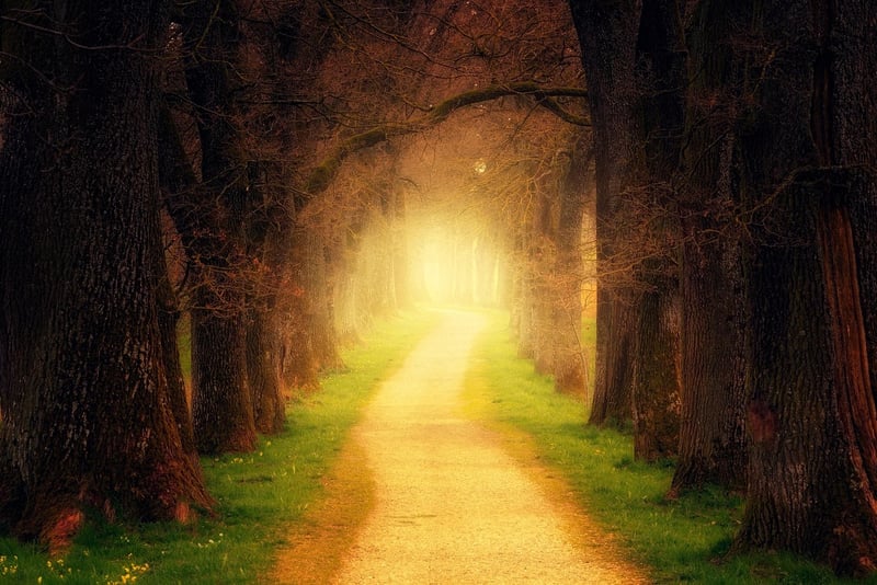 Sacred Oak Clearing